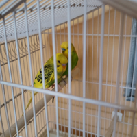 Coppia cocorite allevati a mano