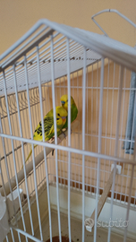 Coppia cocorite allevati a mano