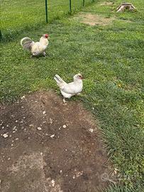 Coppia araucana inglese argento