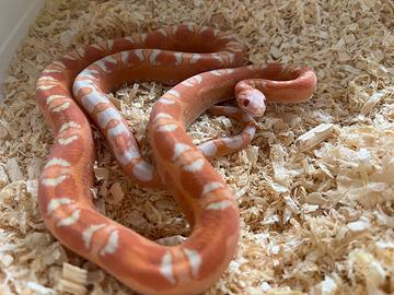 P. scaleless amel adulta