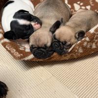 Cuccioli di Bouldogue francese con pedigree