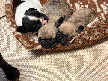 Cuccioli di Bouldogue francese con pedigree
