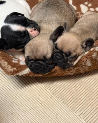 Cuccioli di Bouldogue francese con pedigree