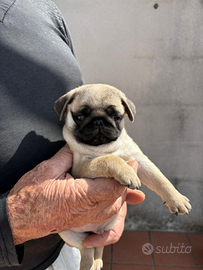 Carlino fulvo maschio