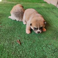 Cuccioli akita inu pedigree