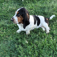 Basset hound