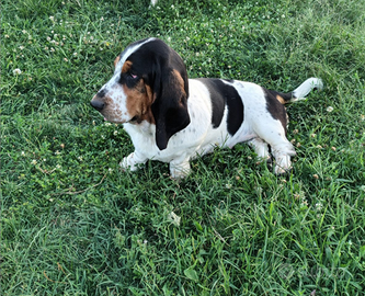 Basset hound
