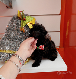 Barboncino Mini Toy Total Black Maschio