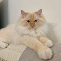 Gatto Ragdoll per accoppiamento