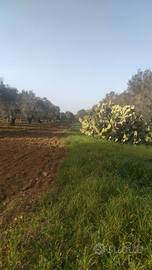 Terreno con trullo