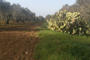 Terreno con trullo