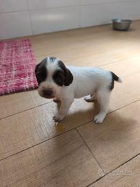 Cuccioli di springer spaniel