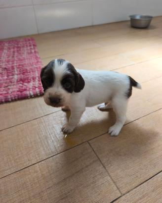 Cuccioli di springer spaniel
