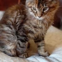 Maine coon