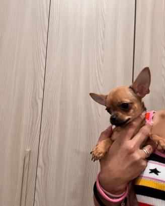 Chihuahua