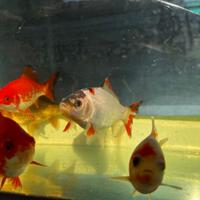Pesci rossi