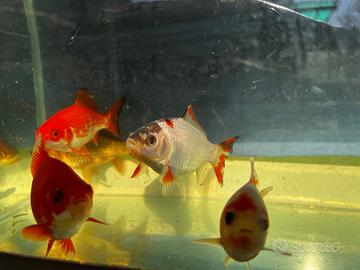 Pesci rossi