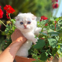 Scottish fold colorpoint campania