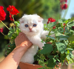 Scottish fold colorpoint campania