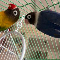 Coppia inseparabili personata