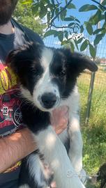 Cuccioli di Border Collie