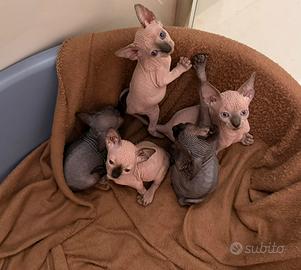 Cuccioli di Sphynx