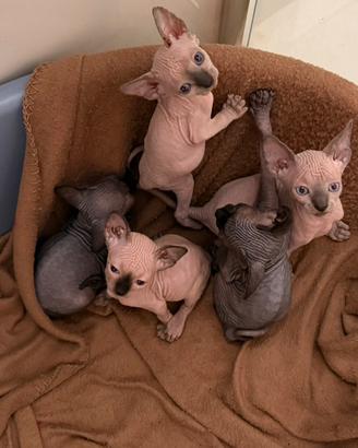 Cuccioli di Sphynx