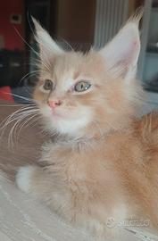 Ultimi cuccioli Maine Coon 