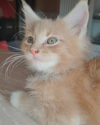 Ultimi cuccioli Maine Coon 