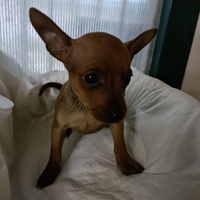 Lilly pinscher femmina toy