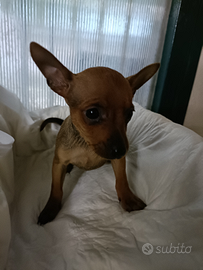 Lilly pinscher femmina toy