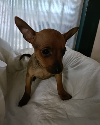 Lilly pinscher femmina toy