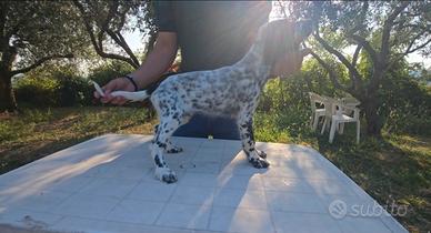 Setter inglese