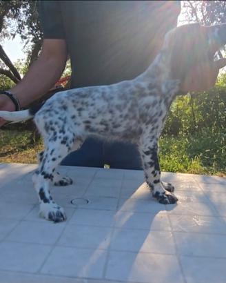 Setter inglese