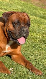 Boxer disponibile per monta