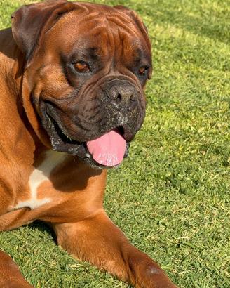Boxer disponibile per monta
