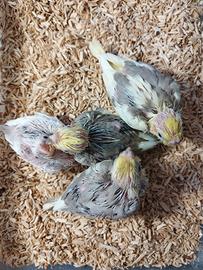 Calopsite da imbecco