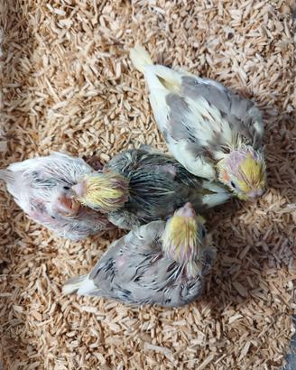 Calopsite da imbecco