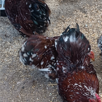 Galli concincina nana