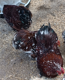 Galli concincina nana