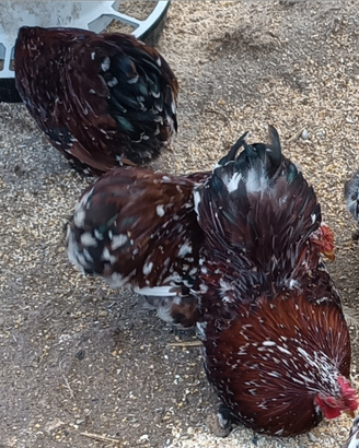 Galli concincina nana