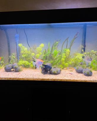 Acquario