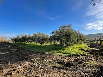 Terreno 65 piante Leccino -Rimessa contrada Padula