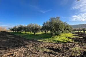 Terreno 65 piante Leccino -Rimessa contrada Padula