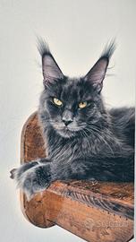 Cuccioli Maine Coon taglia grande