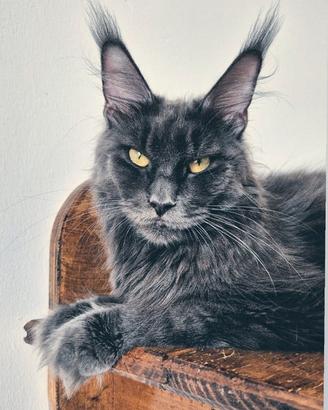 Cuccioli Maine Coon taglia grande