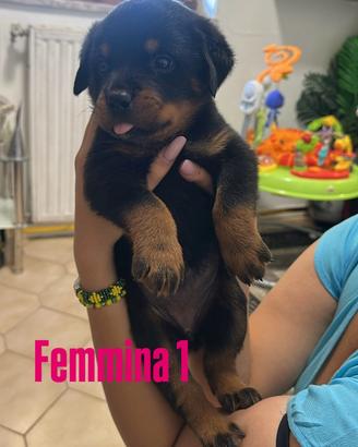 Cuccioli Rottweiler
