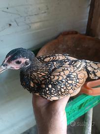 Galline sebright