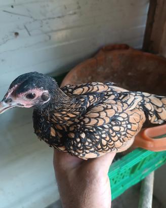 Galline sebright