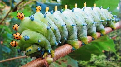 Bruchi della farfalla ?Hyalophora cecropia